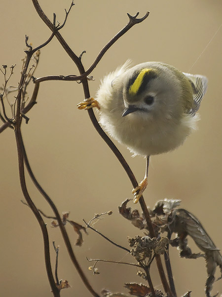 Hippiäinen, Goldcrest, Regulus regulus